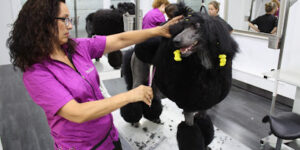 Emilia Díaz Canine Grooming Academy - Girona